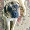 Images de profil de Laure - Blooming Pets - Petsitting et garde d'animaux à domicile