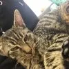 Images de profil de Laure - Blooming Pets - Petsitting et garde d'animaux à domicile