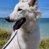 Images de profil de Laure - Blooming Pets - Petsitting et garde d'animaux à domicile