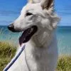 Images de profil de Laure - Blooming Pets - Petsitting et garde d'animaux à domicile