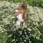 Joy Mon Chien  Berger Australien Femelle - Garde d'animaux à domicile