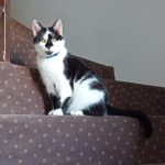 Oreo Mon Chat  Européen Mâle - Garde d'animaux à domicile
