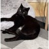Images de profil de Laurelise - Blooming Pets - Petsitting et garde d'animaux à domicile