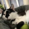 Images de profil de Laurelise - Blooming Pets - Petsitting et garde d'animaux à domicile