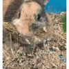 Images de profil de Laurelise - Blooming Pets - Petsitting et garde d'animaux à domicile