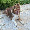 Images de profil de Laurelise - Blooming Pets - Petsitting et garde d'animaux à domicile