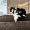 Images de profil de Laurelise - Blooming Pets - Petsitting et garde d'animaux à domicile