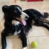 Images de profil de Laurent - Blooming Pets - Petsitting et garde d'animaux à domicile