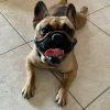 Images de profil de Laurent - Blooming Pets - Petsitting et garde d'animaux à domicile