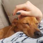 Rajah Mon Chien  Croisé Femelle - Garde d'animaux à domicile