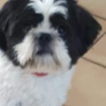Filou Mon Chien  Shih Tzu Mâle - Garde d'animaux à domicile
