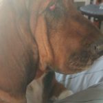 Maya Mon Chien  Basset Hound Femelle - Garde d'animaux à domicile