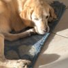 Images de profil de laurine - Blooming Pets - Petsitting et garde d'animaux à domicile