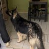 Images de profil de laurine - Blooming Pets - Petsitting et garde d'animaux à domicile