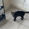 Images de profil de laurine - Blooming Pets - Petsitting et garde d'animaux à domicile