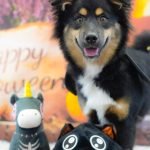 Image de profil de Paviot - Blooming Pets - Petsitting et garde d'animaux à domicile