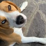 Ronny Mon Chien  Beagle Mâle - Garde d'animaux à domicile