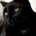 Olive Mon Chat  European Shorthair Femelle - Garde d'animaux à domicile