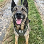 Laty Mon Chien  Berger Allemand Mâle stérilisé - Garde d'animaux à domicile