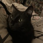 Zao Mon Chat  Européen Mâle stérilisé - Garde d'animaux à domicile