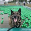 Images de profil de Lea - Blooming Pets - Petsitting et garde d'animaux à domicile