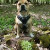Images de profil de Lea - Blooming Pets - Petsitting et garde d'animaux à domicile