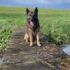 Images de profil de Lea - Blooming Pets - Petsitting et garde d'animaux à domicile