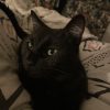 Images de profil de Lea - Blooming Pets - Petsitting et garde d'animaux à domicile
