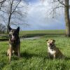Images de profil de Lea - Blooming Pets - Petsitting et garde d'animaux à domicile
