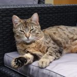 Capsule Mon Chat  Européen Femelle - Garde d'animaux à domicile