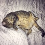 Gommette Mon Chat  Européen Femelle - Garde d'animaux à domicile