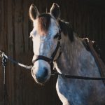 French Coco Mon Cheval  Welsh Pony Hongre - Garde d'animaux à domicile