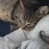 Images de profil de Léa - Blooming Pets - Petsitting et garde d'animaux à domicile