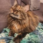 June Mon Chat  Maine Coon Femelle - Garde d'animaux à domicile