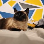 Razemotte Mon Chat  Siamois Femelle - Garde d'animaux à domicile