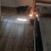 Images de profil de Léa - Blooming Pets - Petsitting et garde d'animaux à domicile