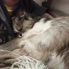 Images de profil de Léa - Blooming Pets - Petsitting et garde d'animaux à domicile