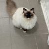 Images de profil de Léa - Blooming Pets - Petsitting et garde d'animaux à domicile