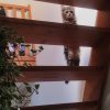 Images de profil de Léa - Blooming Pets - Petsitting et garde d'animaux à domicile