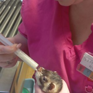 Images de profil de Léa - Blooming Pets - Petsitting et garde d'animaux à domicile