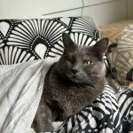 Molly Mon Chat  Européen Femelle - Garde d'animaux à domicile