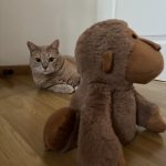 Félix Mon Chat  Européen Mâle stérilisé - Garde d'animaux à domicile