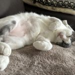Minette Mon Chat  Européen Femelle stérilisée - Garde d'animaux à domicile