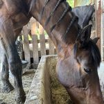 American Day Mon Cheval  Trotteur Français Hongre - Garde d'animaux à domicile