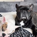 Léon Mon Chien  Bouledogue Français Mâle - Garde d'animaux à domicile