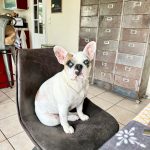 Zoé Mon Chien  Bouledogue Français Femelle - Garde d'animaux à domicile