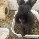 Atena Mon Lapin  Nain Rex Femelle - Garde d'animaux à domicile