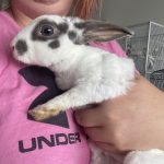 Venus Mon Lapin  Nain Rex Femelle - Garde d'animaux à domicile