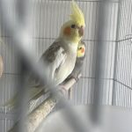 Luna Mon Oiseau en cage  Calopsitte Lutino Femelle - Garde d'animaux à domicile