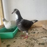 Saphir Mon Pigeon  Strasser Mâle - Garde d'animaux à domicile